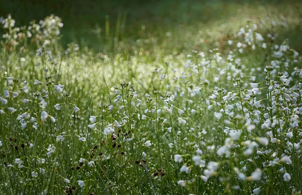 꽃피는 카르다진 타시스 Cardamine Pratensis 이슬이 내리고 부드러운 햇살이 내리죠 — 스톡 사진