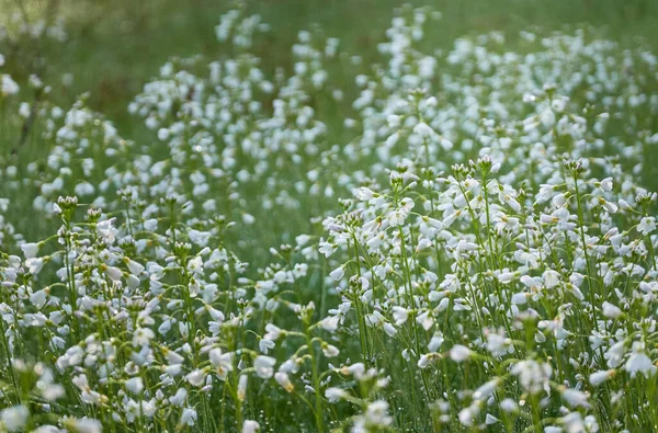 Floresta Florescente Prado Gramado Pequenas Flores Brancas Cardamina Pratensis Gotas — Fotografia de Stock