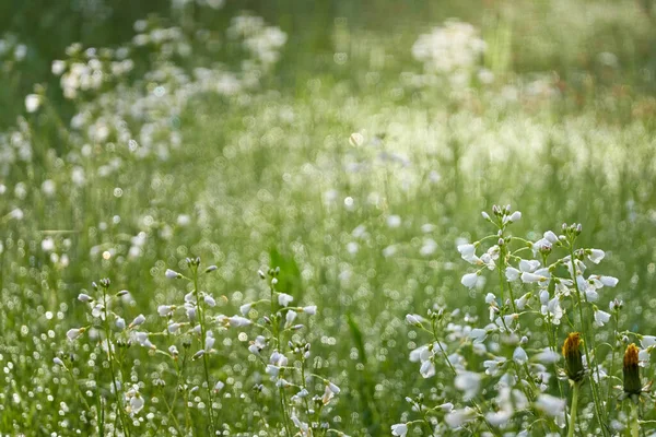 Цветущий Лесной Луг Лужайка Мелких Белых Цветов Cardamine Pratensis Капли — стоковое фото