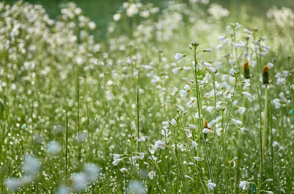 꽃피는 카르다진 타시스 Cardamine Pratensis 이슬이 내리고 부드러운 햇살이 내리죠 — 스톡 사진