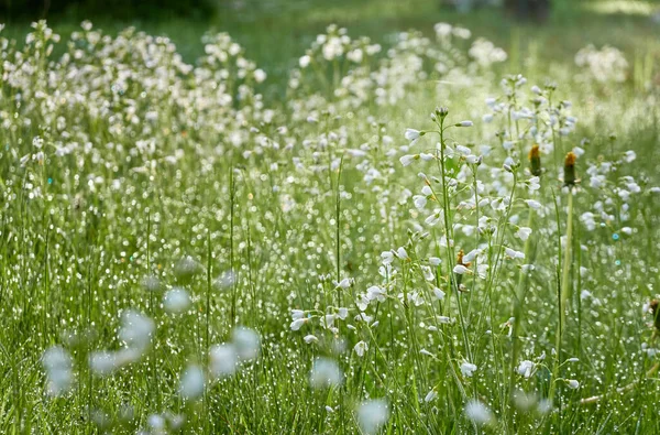 Bloeiende Bosweide Gazon Van Kleine Witte Bloemen Cardamine Pratensis Dew — Stockfoto