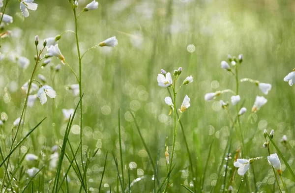 Цветущий Лесной Луг Лужайка Мелких Белых Цветов Cardamine Pratensis Капли — стоковое фото