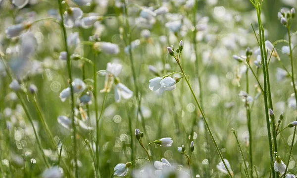 꽃피는 카르다진 타시스 Cardamine Pratensis 이슬이 내리고 부드러운 햇살이 내리죠 — 스톡 사진