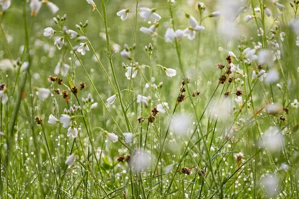 Bloeiende Bosweide Gazon Van Kleine Witte Bloemen Cardamine Pratensis Dew — Stockfoto