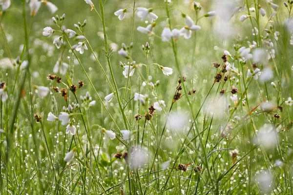 Floreciente Prado Forestal Césped Pequeñas Flores Blancas Cardamine Pratensis Gotas —  Fotos de Stock