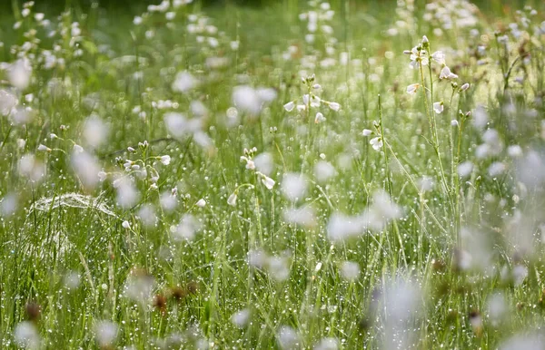 Blühende Waldwiese Rasen Mit Kleinen Weißen Blüten Cardamine Pratensis Tautropfen — Stockfoto