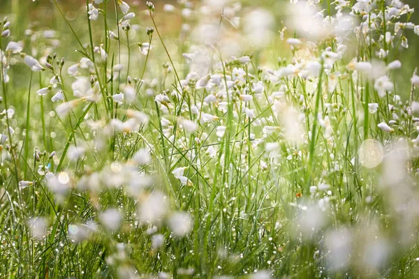 꽃피는 카르다진 타시스 Cardamine Pratensis 이슬이 내리고 부드러운 햇살이 내리죠 — 스톡 사진