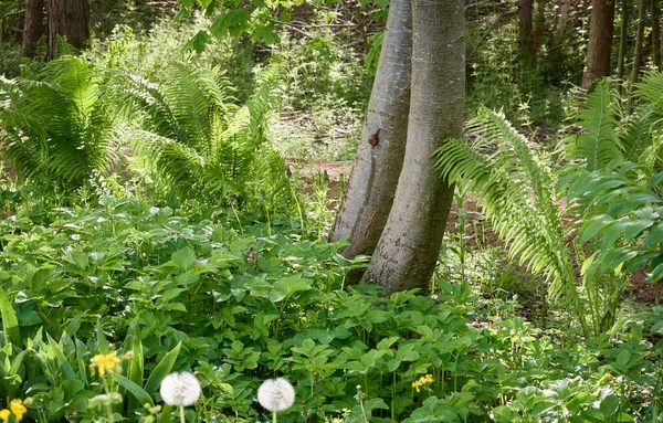 Majestic Deciduous Forest Mighty Trees Moss Fern Plants Flowers Soft — Stock Photo, Image