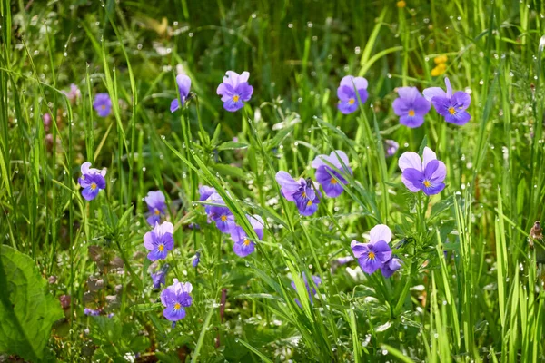 Дикие Голубые Viola Цветы Зеленая Трава Крупным Планом Красивые Фиолетовые — стоковое фото