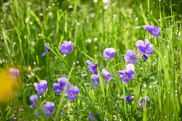 Wild Pansy Viola Flowers Green Grass Close Beautiful Purple Wildflowers — Stock Photo, Image