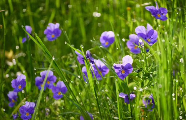 Wild pansy (Viola) flowers and green grass close-up. Beautiful purple wildflowers. Idyllic summer rural landscape. Nature, seasons, ecology, environment, botany. Macro photography, graphic resources