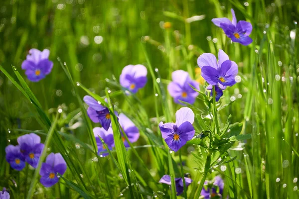 Wild pansy (Viola) flowers and green grass close-up. Beautiful purple wildflowers. Idyllic summer rural landscape. Nature, seasons, ecology, environment, botany. Macro photography, graphic resources