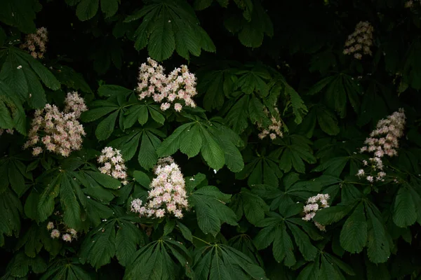 Цветущее Каштановое Дерево Общественном Парке Белые Цветы Весна Раннее Лето Лицензионные Стоковые Изображения