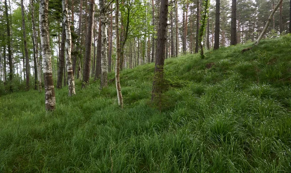 Pădure Maiestuoasă Foioase Copaci Puternici Mușchi Ferigă Plante Flori Lumina Fotografie de stoc