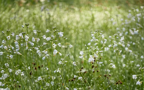 开着花的森林草地 开着小白花 柔和的晨光 纯自然 植物学 Bokeh 免版税图库照片