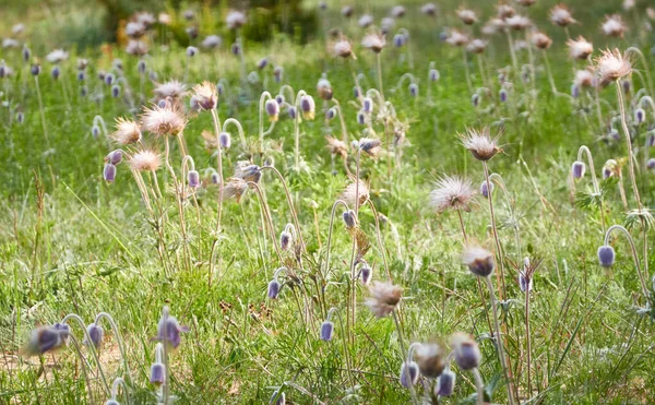 Blooming Forest Meadow Lawn Small Purple Flowers Pulsatilla Pratensis Soft Royalty Free Stock Photos