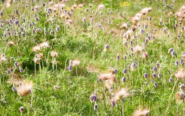 Цветущий Лесной Луг Газон Мелких Фиолетовых Цветов Pulsatilla Pratensis Мягкий Стоковая Картинка