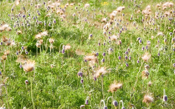Blühende Waldwiese Rasen Mit Kleinen Lila Blüten Pulsatilla Pratensis Sanftes Stockfoto