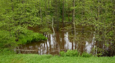 Orman parkındaki bir nehir. Ağaçlar, bitkiler, yosun, eğrelti otları, yeşil çimenler. Sudaki yansımalar. İlkbahar, yazın başı. Çevre, iklim, ekoloji, ekosistemler, saf doğa. Idyllic manzara