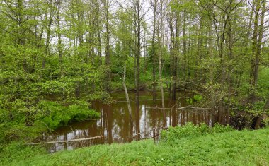 Orman parkındaki bir nehir. Ağaçlar, bitkiler, yosun, eğrelti otları, yeşil çimenler. Sudaki yansımalar. İlkbahar, yazın başı. Çevre, iklim, ekoloji, ekosistemler, saf doğa. Idyllic manzara