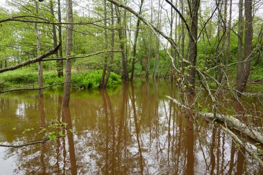 Orman parkındaki bir nehir. Bitkiler, yosun, eğrelti otları, yeşil çimenler. Devrilmiş ağaç kütükleri, baraj. Sudaki yansımalar. İlkbahar, yazın başı. Çevre, iklim, ekoloji, ekosistemler, saf doğa. Idyllic manzara