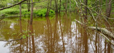 Orman parkındaki bir nehir. Bitkiler, yosun, eğrelti otları, yeşil çimenler. Devrilmiş ağaç kütükleri, baraj. Sudaki yansımalar. İlkbahar, yazın başı. Çevre, iklim, ekoloji, ekosistemler, saf doğa. Idyllic manzara
