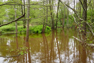 Orman parkındaki bir nehir. Ağaçlar, bitkiler, yosun, eğrelti otları, yeşil çimenler. Sudaki yansımalar. İlkbahar, yazın başı. Çevre, iklim, ekoloji, ekosistemler, saf doğa. Idyllic manzara
