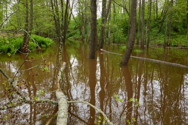 Orman parkındaki bir nehir. Ağaçlar, bitkiler, yosun, eğrelti otları, yeşil çimenler. Sudaki yansımalar. İlkbahar, yazın başı. Çevre, iklim, ekoloji, ekosistemler, saf doğa. Idyllic manzara
