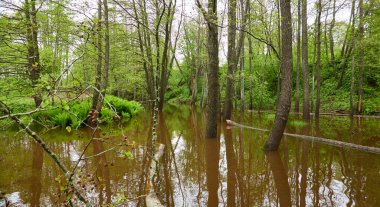 Orman parkındaki bir nehir. Ağaçlar, bitkiler, yosun, eğrelti otları, yeşil çimenler. Sudaki yansımalar. İlkbahar, yazın başı. Çevre, iklim, ekoloji, ekosistemler, saf doğa. Idyllic manzara