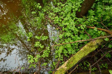 Orman parkındaki bir nehir. Ağaç kütükleri, bitkiler, yosun, eğrelti otu, yeşil çimenler. Sudaki yansımalar. İlkbahar, yazın başı. Çevre, iklim, ekoloji, ekosistemler, saf doğa. Idyllic manzara