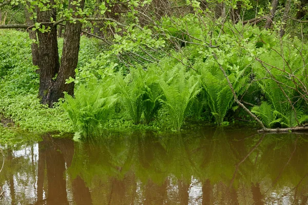 Green Fern Leaves Close Forest River Reflections Water Spring Early — Stock Photo, Image