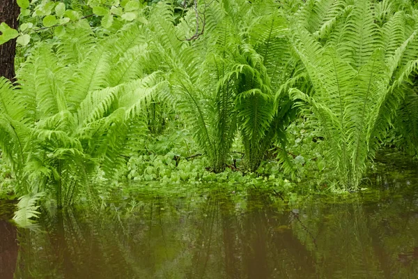 緑のシダの葉 クローズアップ 森の川だ 水に関する考察 生態学 熱帯雨林植物 植物園 — ストック写真