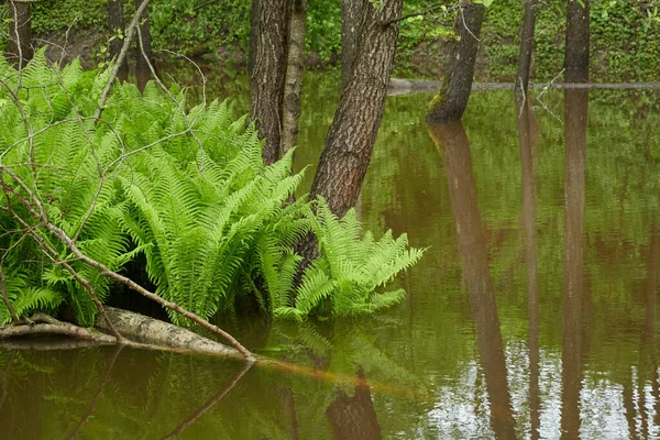 Hojas Helecho Verde Primer Plano Río Forest Reflexiones Sobre Agua —  Fotos de Stock