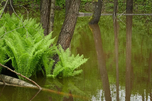 Samambaia Verde Parte Close Rio Forest Reflexões Sobre Água Primavera — Fotografia de Stock