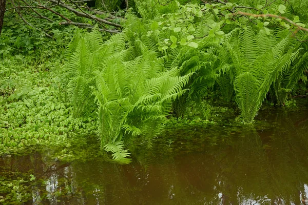 Πράσινα Φύλλα Φτέρης Κοντινό Πλάνο Φόρεστ Ρίβερ Σκέψεις Για Νερό — Φωτογραφία Αρχείου