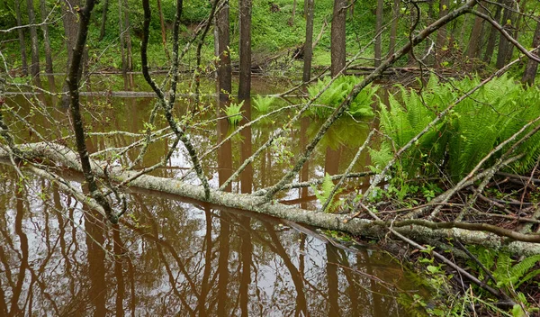 River Forest Park Plants Moss Fern Green Grass Fallen Tree — Stock Photo, Image