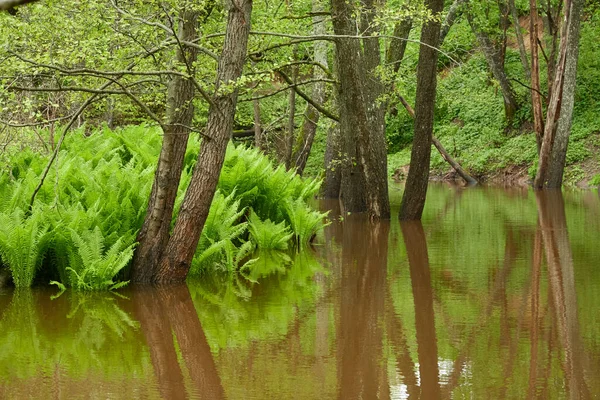 Zelené Kapradinové Listy Zblízka Lesní Řeka Úvahy Vodě Jaro Brzy — Stock fotografie
