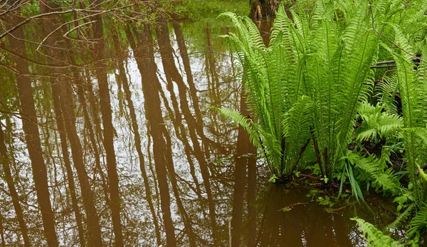 Samambaia Verde Parte Close Rio Forest Reflexões Sobre Água Primavera — Fotografia de Stock