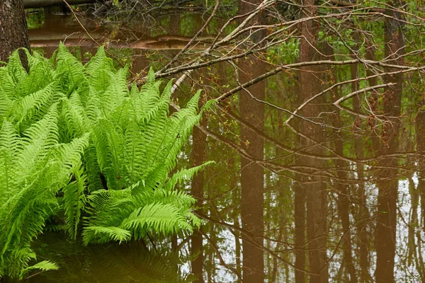 Зеленые Листья Папоротника Крупным Планом Форест Ривер Размышления Воде Весна — стоковое фото