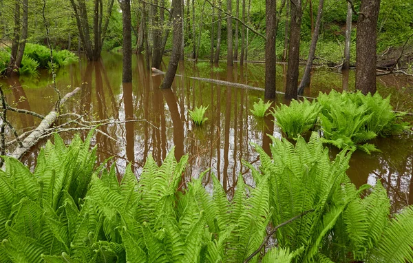 Grüne Farnblätter Aus Nächster Nähe Waldmünchen Reflexionen Über Wasser Frühling — Stockfoto
