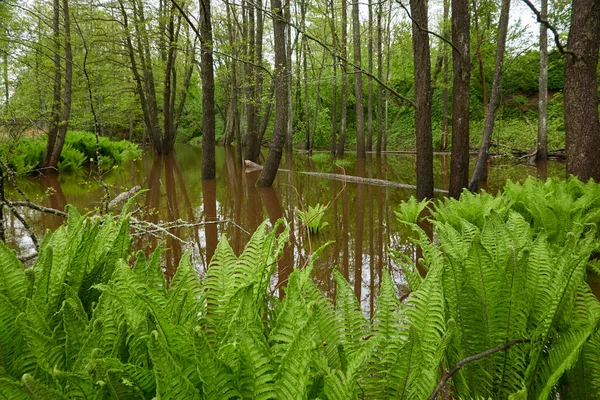 Zelené Kapradinové Listy Zblízka Lesní Řeka Úvahy Vodě Jaro Brzy — Stock fotografie