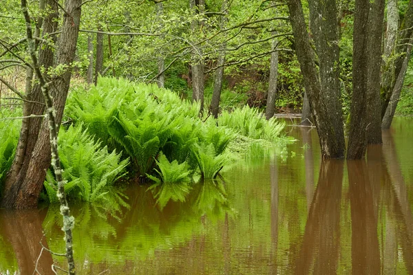 Samambaia Verde Parte Close Rio Forest Reflexões Sobre Água Primavera — Fotografia de Stock