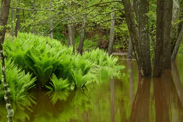 Hojas Helecho Verde Primer Plano Río Forest Reflexiones Sobre Agua —  Fotos de Stock