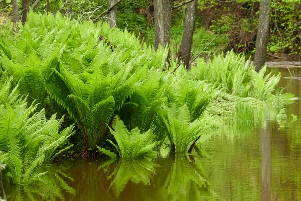 Foglie Felce Verde Primo Piano Fiume Della Foresta Riflessioni Sull — Foto Stock