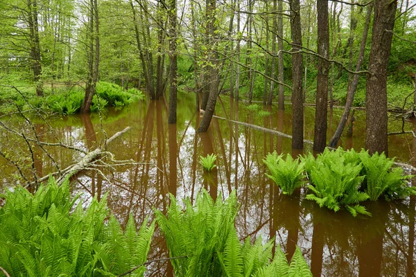 Fluss Einem Waldpark Bäume Pflanzen Moos Farn Grünes Gras Reflexionen — Stockfoto