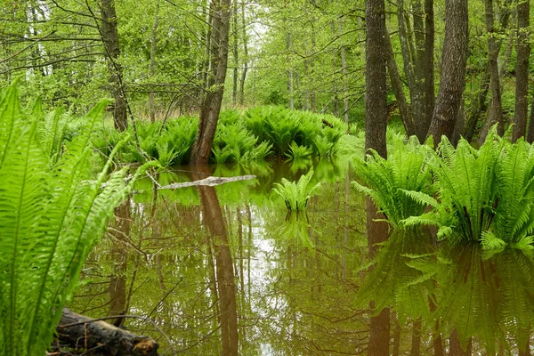 Hojas Helecho Verde Primer Plano Río Forest Reflexiones Sobre Agua —  Fotos de Stock