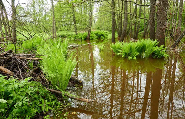 Zelené Kapradinové Listy Zblízka Lesní Řeka Úvahy Vodě Jaro Brzy — Stock fotografie