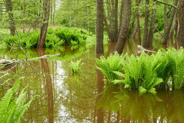 Hojas Helecho Verde Primer Plano Río Forest Reflexiones Sobre Agua —  Fotos de Stock