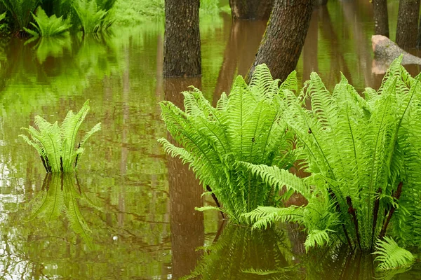 Samambaia Verde Parte Close Rio Forest Reflexões Sobre Água Primavera — Fotografia de Stock