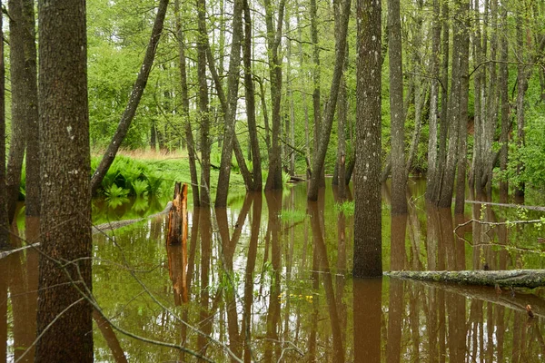 Rivière Dans Parc Forestier Arbres Plantes Mousse Fougère Herbe Verte — Photo